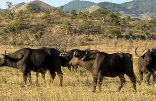 Buffalos and Chyulu