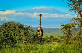 Kilimanjaro and Wildlife