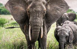 Elephant