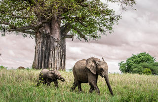 Elephant