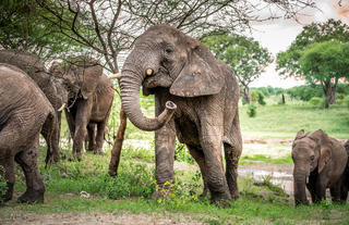 Elephant