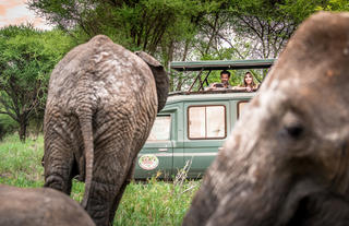 Elephant