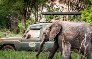 Elephant