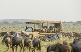 game drive amidst the migration