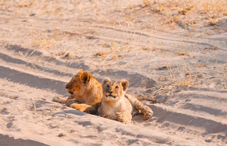 RESIDENT LIONS