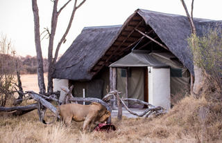 Lion kill at The Hide