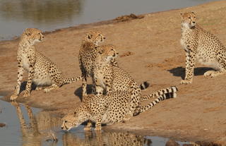 The Hide Wildlife - Cheetah