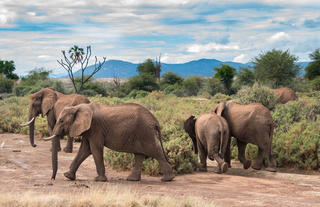 Elephant Bedroom Camp - Samburu