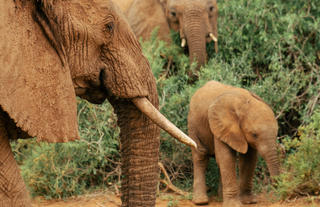 Elephant Bedroom Camp - Samburu