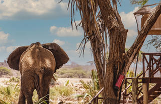 Elephant Bedroom Camp - Samburu