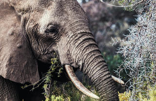 Elephants