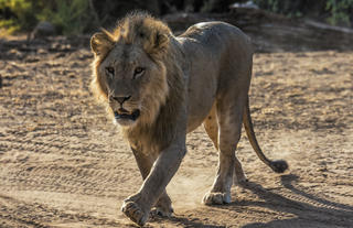 Lion