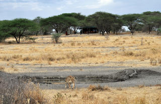 A Lioness Near Camp