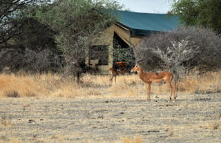 Impala in front of a Guest Tent