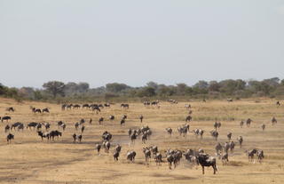 Wildebeest Moving Through the Conservancy