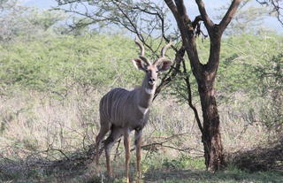 Male Lesser Kudu on the Conservancy