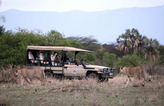 Lionesses Near an Open Vehicle