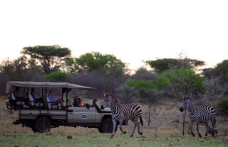 Zebras on a Game Drive