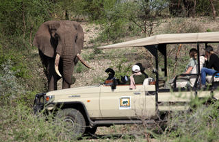 Elephant Near an Open Safari Vehicle