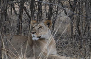 An Observant Lioness