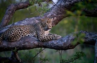 Leopard