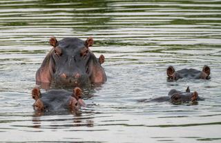 Hippos