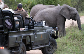 Elephants on Safari