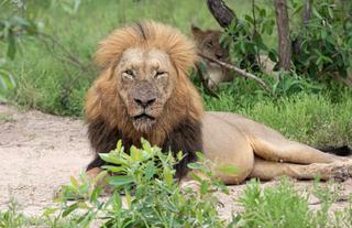 Male Lion