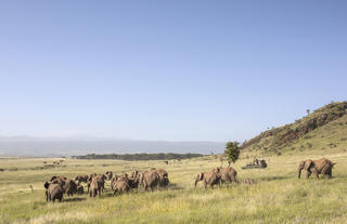 Game drives on Lewa Wildlife Conservancy