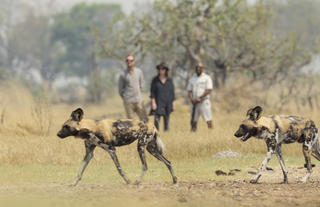 Walking Safari