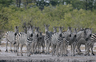 Linyanti Bush Camp