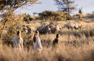 Walking Safari: white rhinos