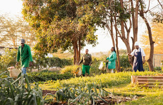 Shamba