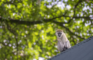 Governors' Loldia House