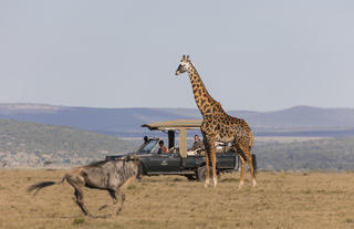 Game drive