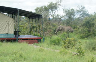Porini Rhino Camp