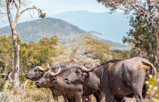 Porini Rhino Camp