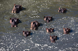 Rekero Camp - Hippos Basking in the River
