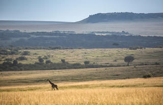 Rekero Camp - Masai Mara Landscape