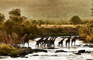 Giraffe Crossing