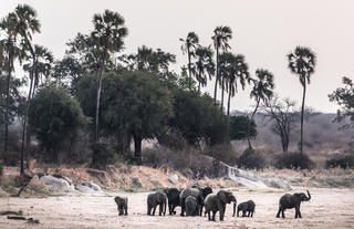 Elephants on the riverbed