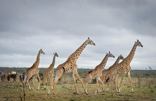 Offbeat Riding Safaris