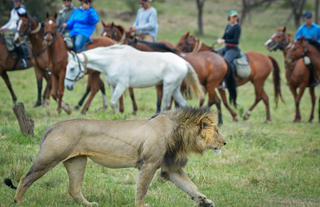 Offbeat Riding Safaris