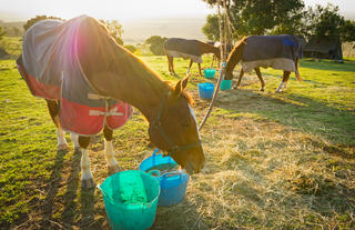 Offbeat Riding Safaris