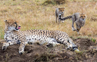 Offbeat Riding Safaris