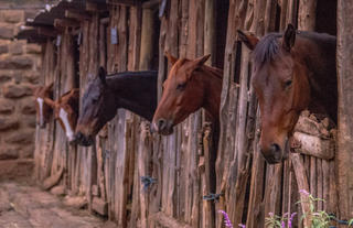 Offbeat Riding Safaris