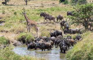 Offbeat Riding Safaris