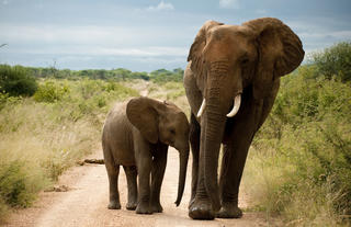 Morukuru Family Madikwe