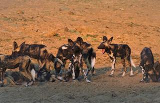 Pack of Wild Dogs