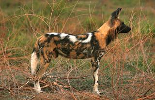 Painted Wild Dog